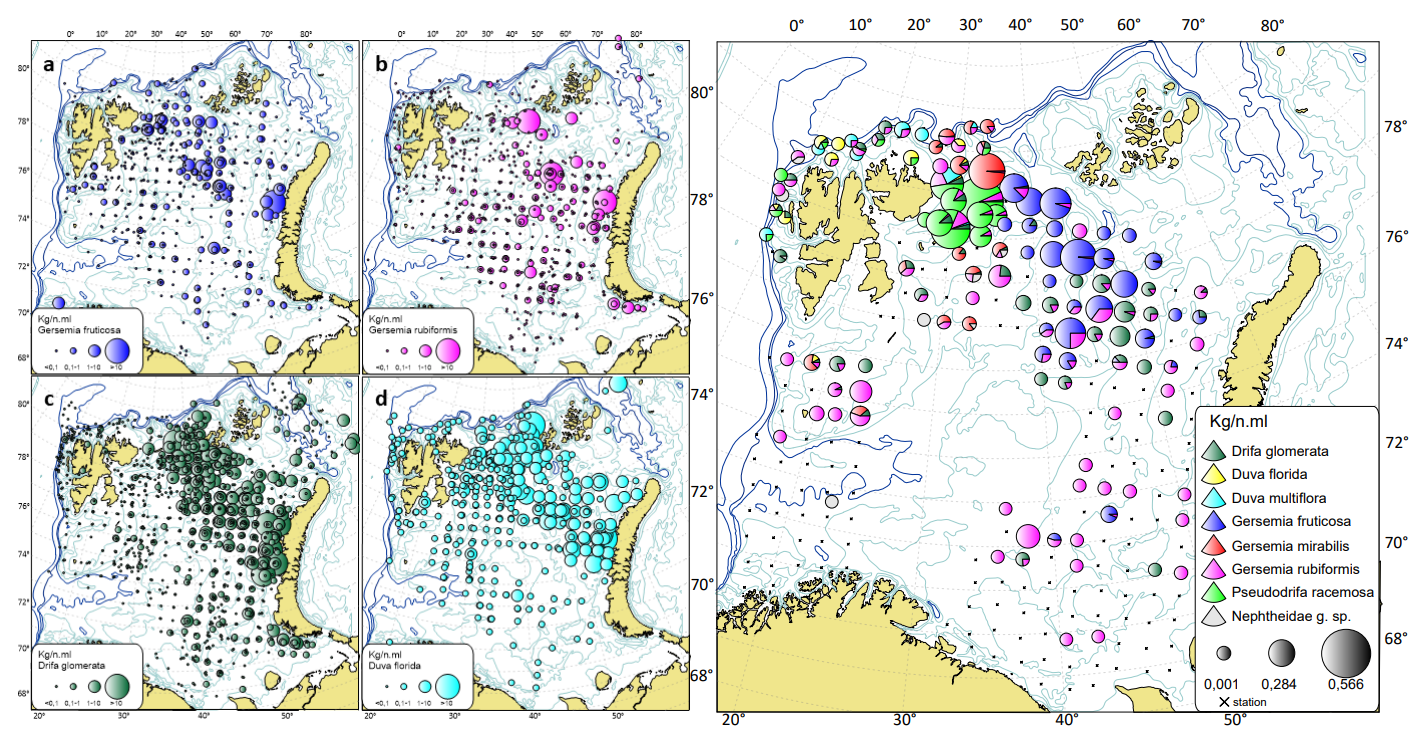 Figur 4.1.4.7 Biomassefordeling (kg/n.ml) av bløtkoraller. (a) Gersemia fruticosa , (b) G. rubiformis , (c) Drifa glomerata og (d) Duva florida innenfor Barentshavets sokkel i henhold til Økosystemtoktet 2005-2020, og i 2021 €. De svarte punktere angir stasjonsdekking. Nord-russisk sone og sentrale Barentshavet mangler data fra 2021. Kilde: WGIBAR, ICES (2022).