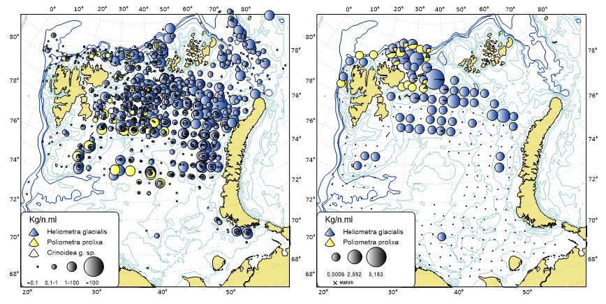 4.1.4.9 Biomassefordeling (kg/nm) av fjærstjerner Heliometra glacialis og Poliometra prolixa i Barentshavet i henhold til økosystemtoktet 2005–2020 (øverst) og 2021 (nederst). De svarte punktere angir stasjonsdekning, hvor nord-russisk sone og det sentrale Barentshavet mangler i 2021. Merk forskjell på skala på de ulike figurene. Kilde: WGIBAR, ICES (2022).