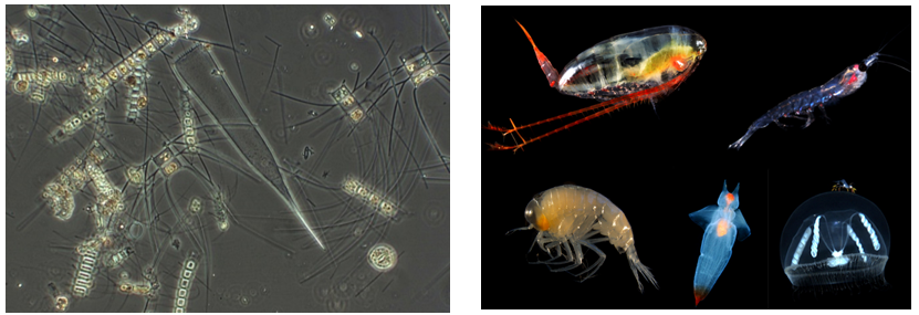Figur 3.3.2. Kiselalger (venstre) er vanlige mikroalger i det norske kystvannet og er ofte dominerende under våroppblomstringen (Foto: Havforskningsinstituttet- Jan Henrik Simonsen). Dyreplankton (høyre) fra norske farvann. Kilde: The ICES/PICES, 6th International Zooplankton production Symposium, 2016. Raudåte, krill, amfipode, vingesnegl og manet (Foto: Kurt Tande, Nils Aukan og Havforskningsinstituttet).