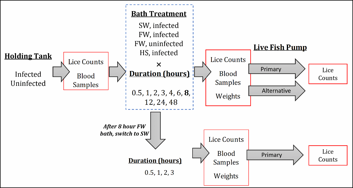 A flow diagram showing the experimental steps.
Holding Tank: Infected, Uninfected -> Lice Counts, Blood Samples -> (Bath Treatment: SW, infected; FW, infected; FW, uninfected; HS, infected) x (Duration (hours): 0.5, 1, 2, 3, 4, 6, 8, 12, 24, 24, 48 -> [Arrows in two directions A & B] A) -> Lice Counts, Blood Samples, Weights -> Live Fish Pump: Primary, Alternative -> Lice Counts B) -> After 8 hour FW bath, switch to SW -> Duration (hours): 0.5, 1, 2, 3 -> Lice Counts, Blood Samples, Weights -> Live Fish Pump: Primary -> Lice Counts
