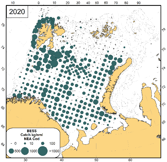 Figure A.26.4. Geographical distribution of cod from the Barents Sea Ecosystem Survey in 2020