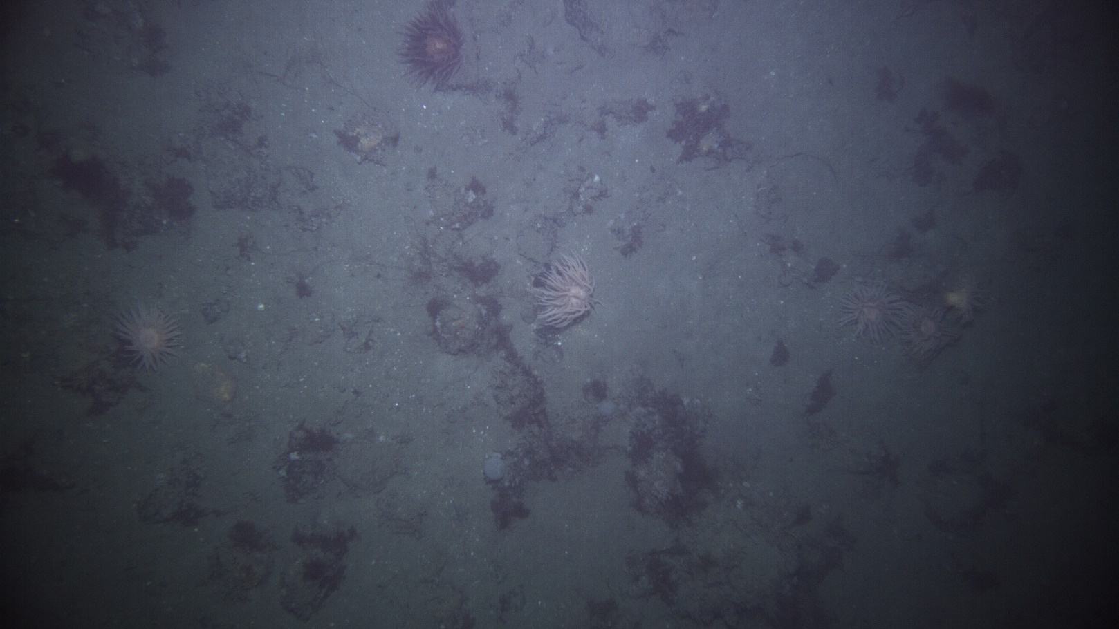 Photo of the seafloor taken by the AUV where Bolocera anemones and red algae are clearly visible