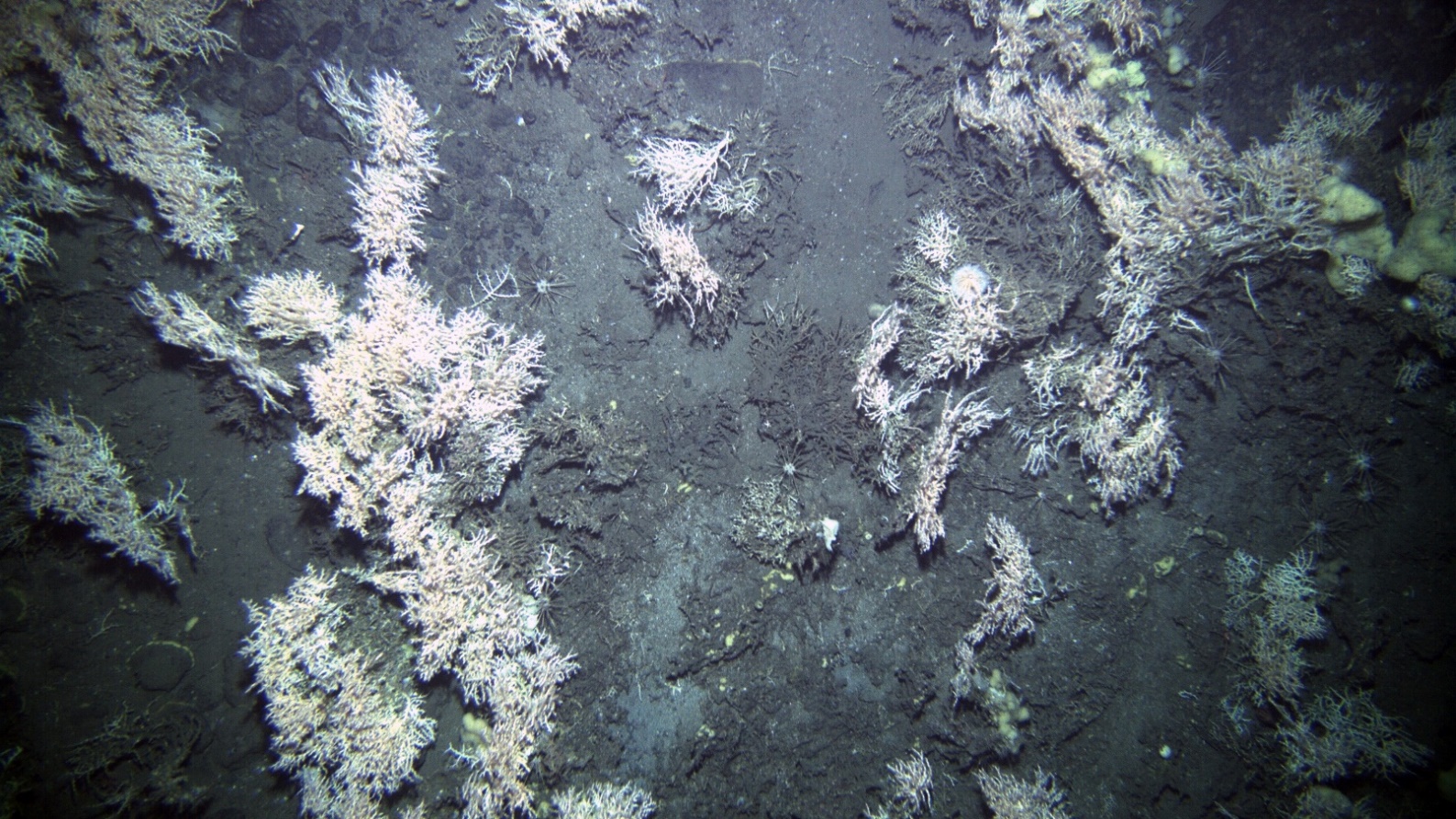 Colour photo collected by the AUV showing clear Lophelia pertusa reef thickets and Mycale Lingua sponges. Details such as Munida squat lobsters and Cidaris urchins are also clear.