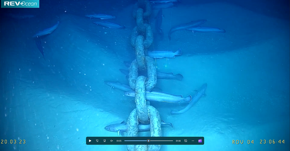 Picture taken from the ROV video showing many ling, Molva molva, standing in the anchor chain.