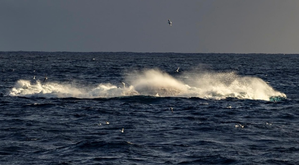 Trålpose med 500 tonn bryter havoverflaten.