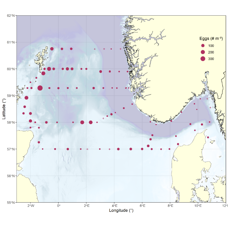 Figure 29: Distribution of fish eggs during the survey, raised to numbers per square meter (# m-2). 