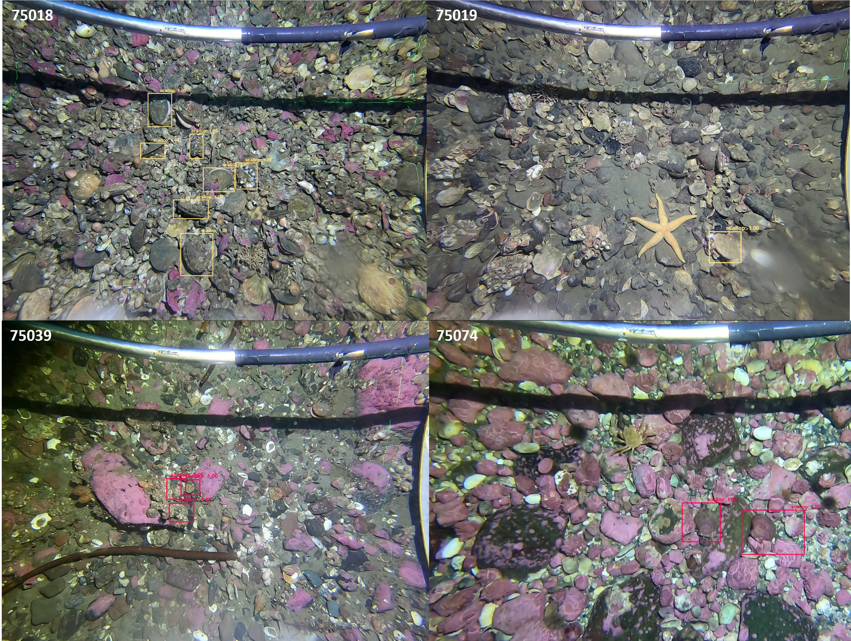 Examples of annotated still images from four stations illustrating variation in density and bottom substrate. Images are from Moffen outside of the protected area (75018 and 75019), inside the protected area (75039), and Parryflaket (75074). Annotation boxes represent observations that were considered living scallops by the annotator.