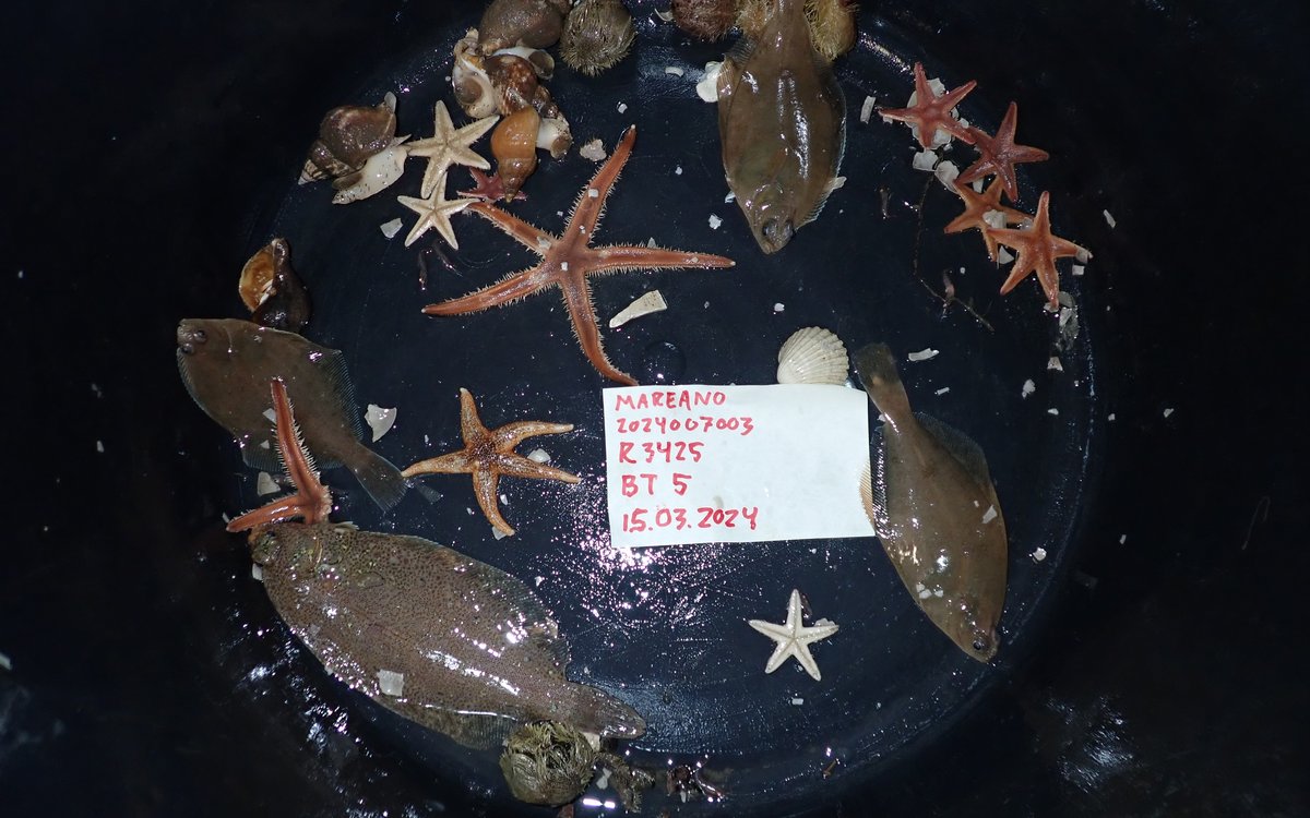 Prøve tatt med bomtrål. Forskjellige sjøstjerner, gravende kråkeboller, og flyndrefisk. Kongsneglen øverst i bildet er en av de største havsneglene som ble funnet på toktet.
