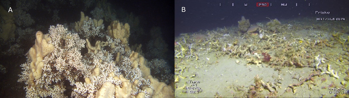 Figuren viser to undervannsbilder av korallene på Tisler-revet
