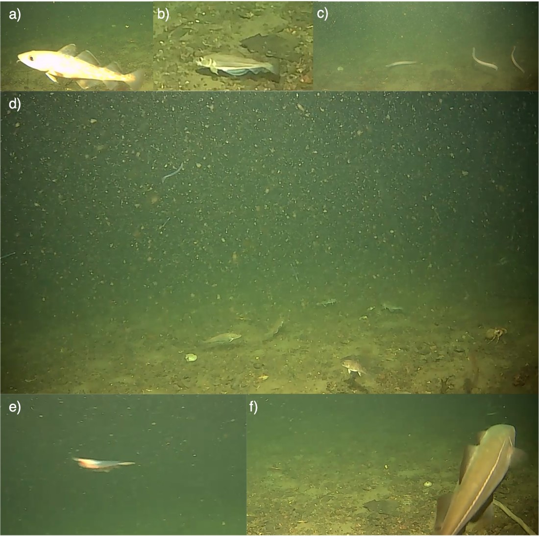 Bildene viser ulike fisk som er fotografert fra landeren. 