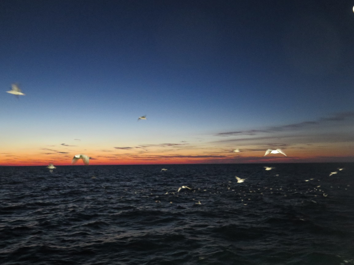 Solnedgang på havet. Måker flyr ved siden av båten, og vi ser mørk himmel og mørkt hav. 