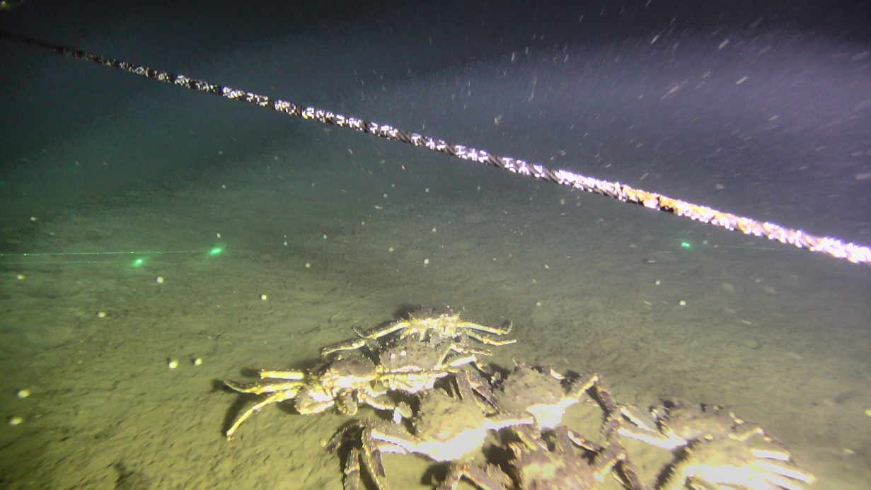 Bildet viser en skjermdump fra et videoopptak, og vi ser 7-8 krabber på mudderbunn.