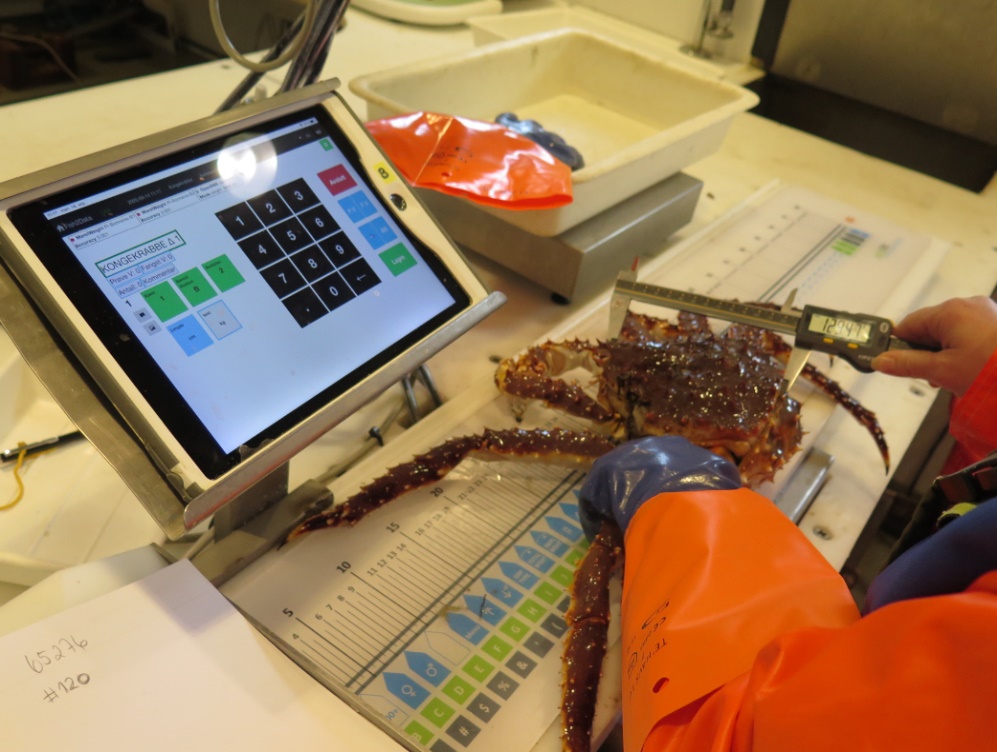 Bildet viser en person som måler krabbe med skyvelær. Personen har kraftige hansker på venstre hånd som holder krabben, og holder manøvrerer skyvelæret med høyre hånd.