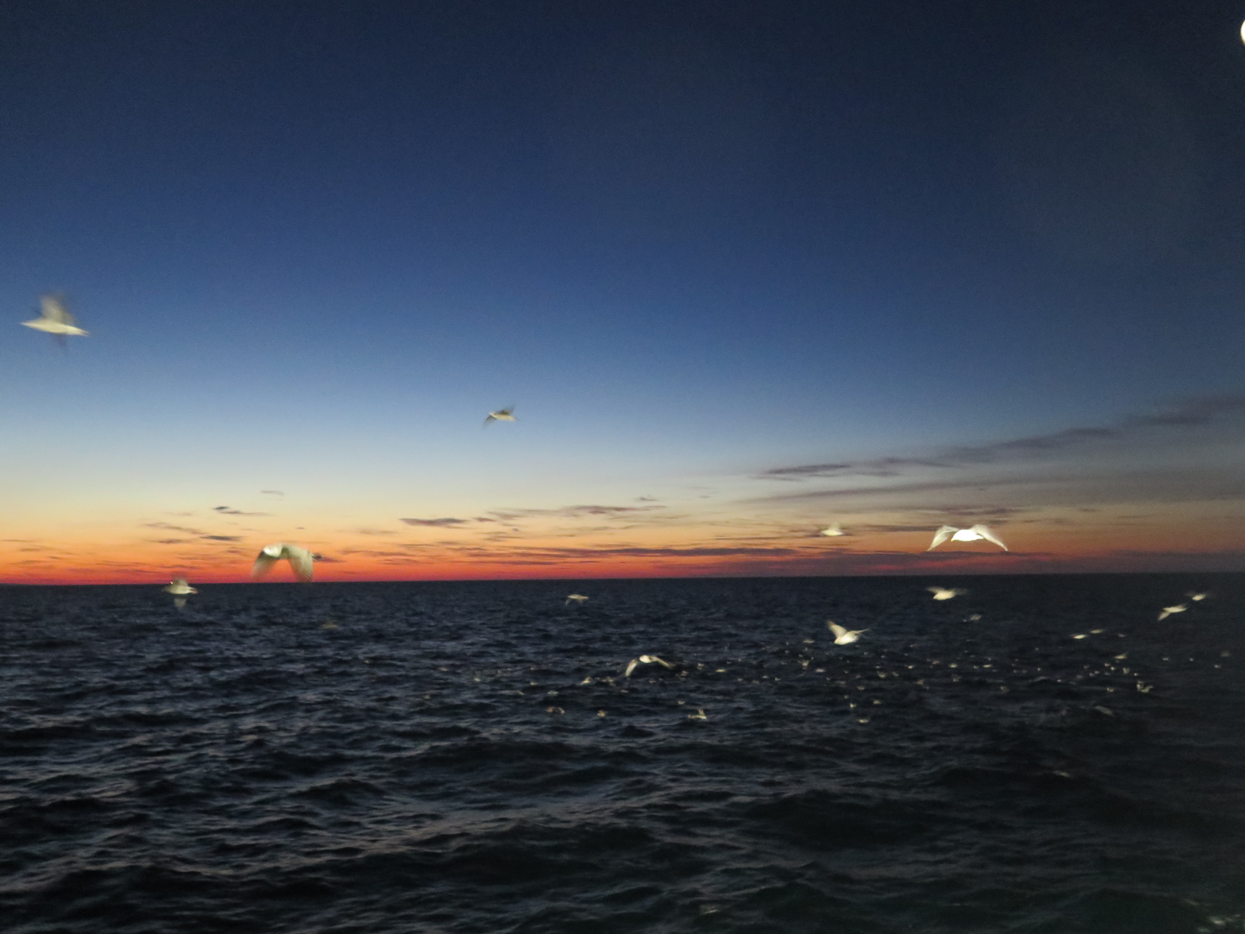 Bildet viser enten soloppgang eller solnedgang, det er en strime av oransje i horisonten, mørk himmel og mørkt hav, og måker som flyr på siden av F/F Marie Bonnevie. 