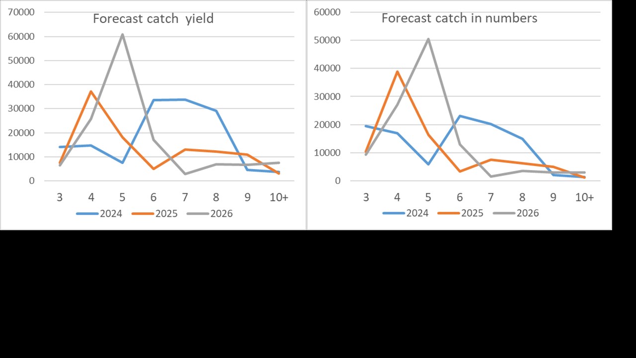 catch projection by age