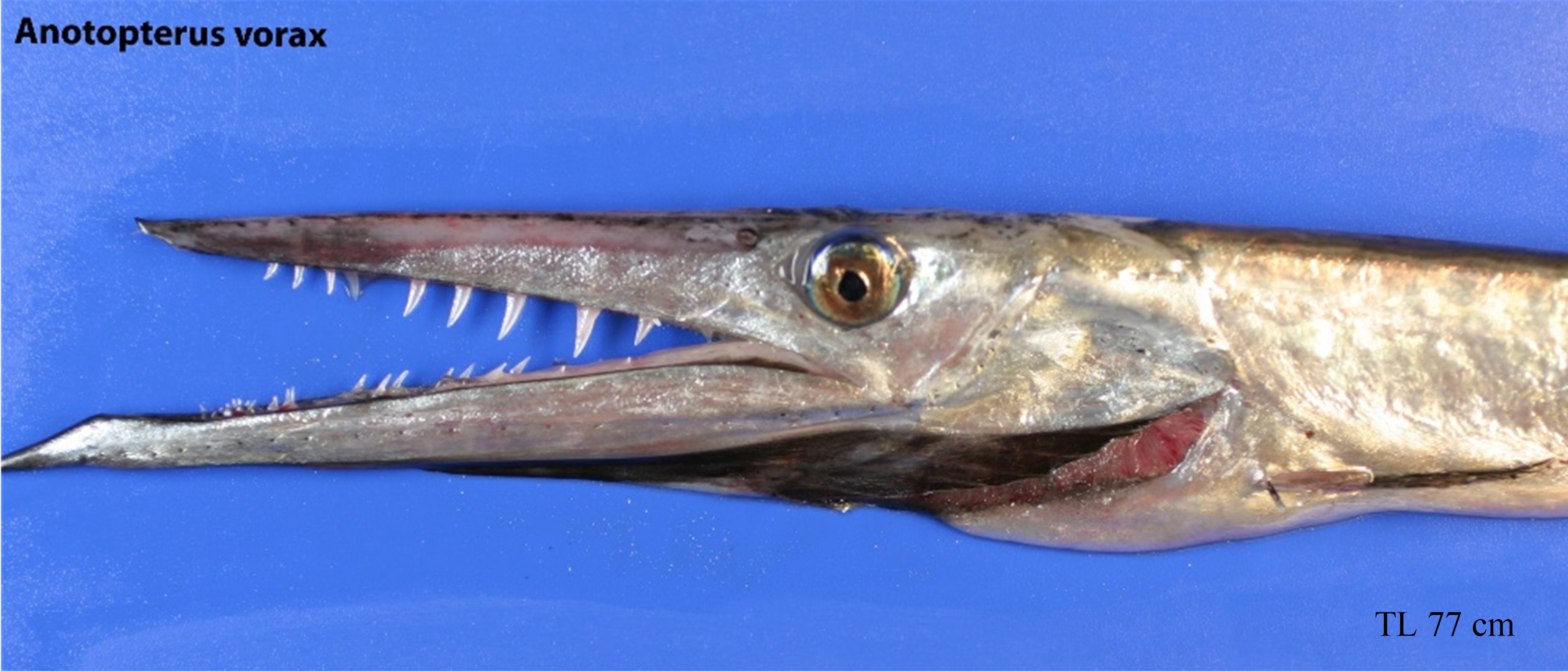 Figure 28a. Exemplary image of Anotopterus vorax