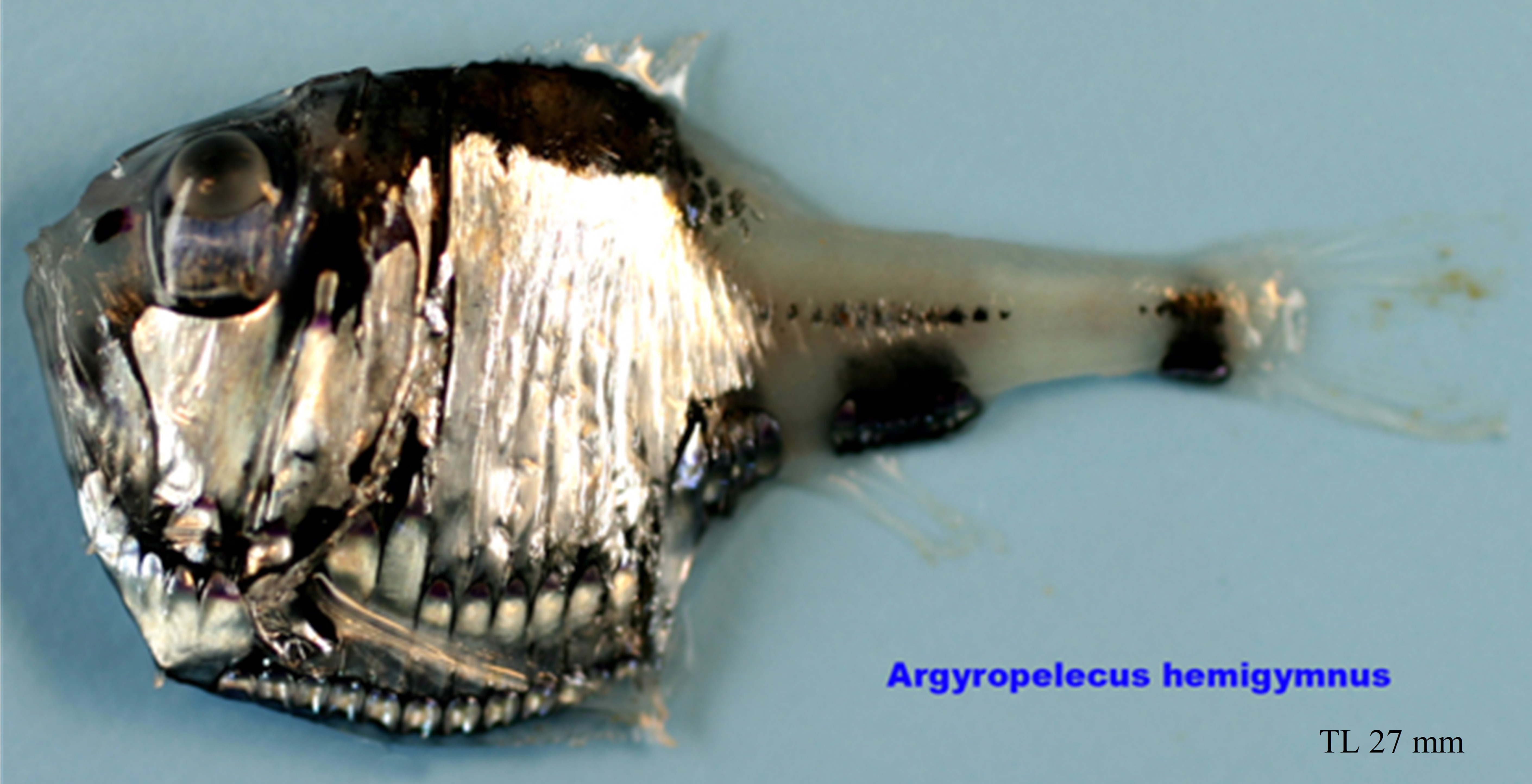 Figure 11a. Exemplary image of Argyropelecus hemigymnus. 