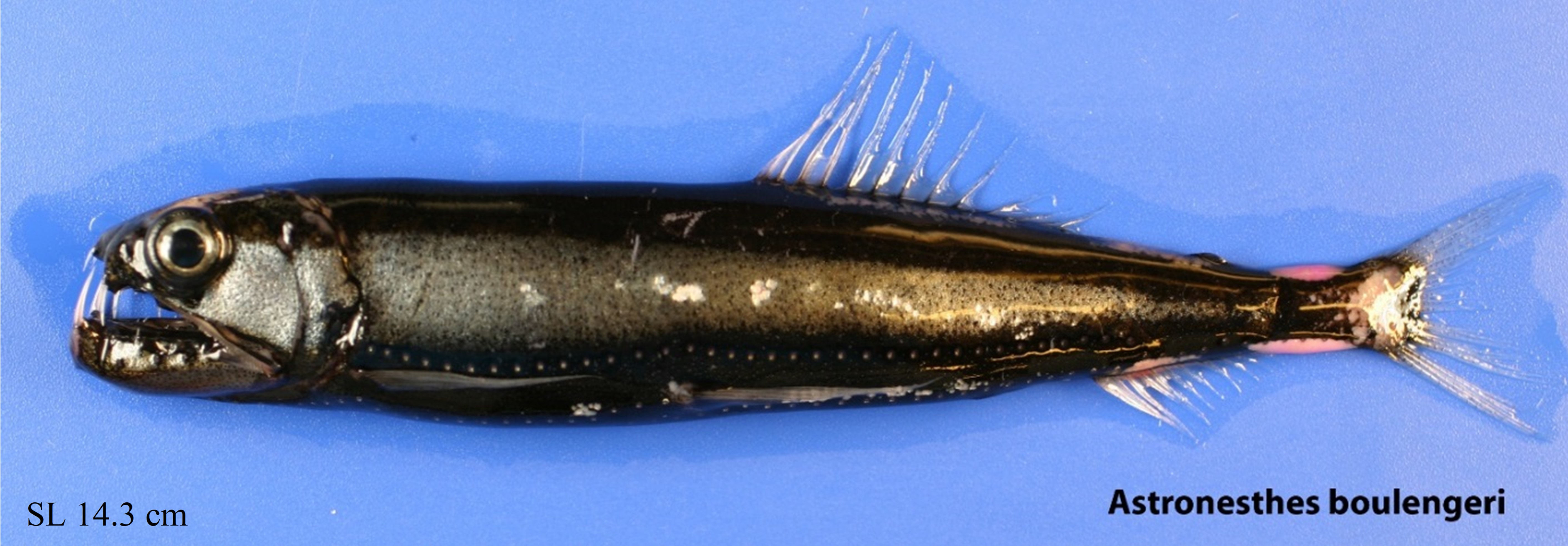 Figure 15a. Exemplary image of Astronesthes boulengeri