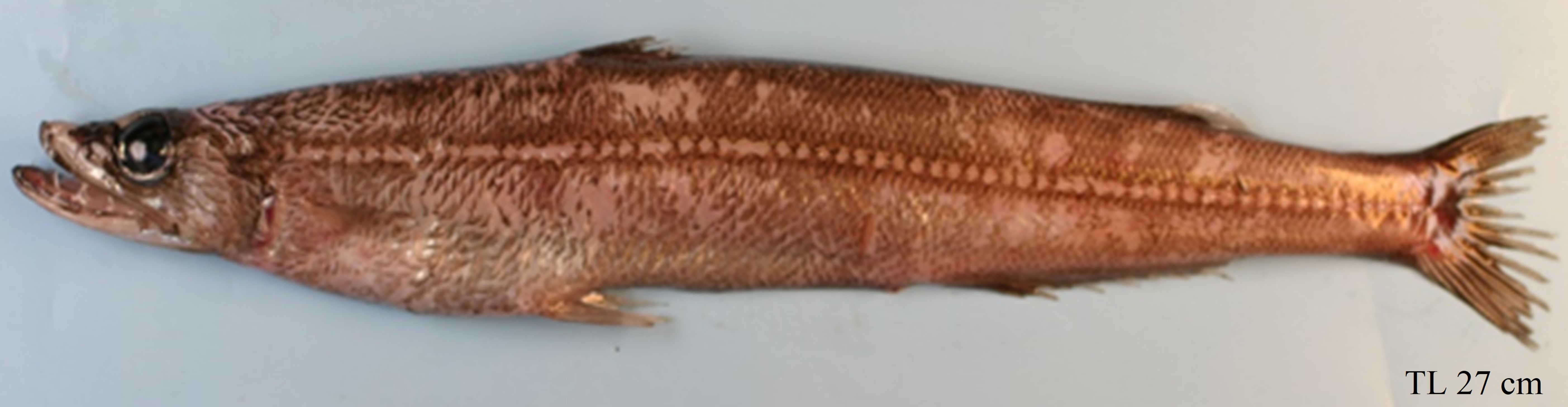 Figure 20a. Exemplary image of Benthalbella elongata. 