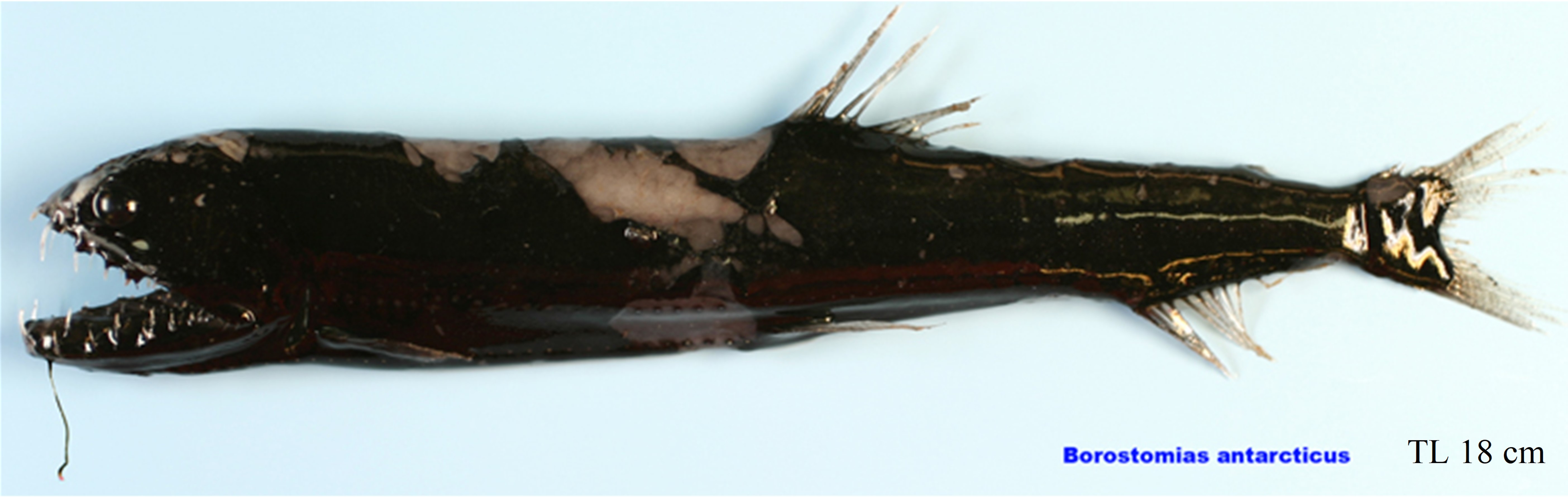 Figure 16a. Exemplary image of Borostomias antarcticus.