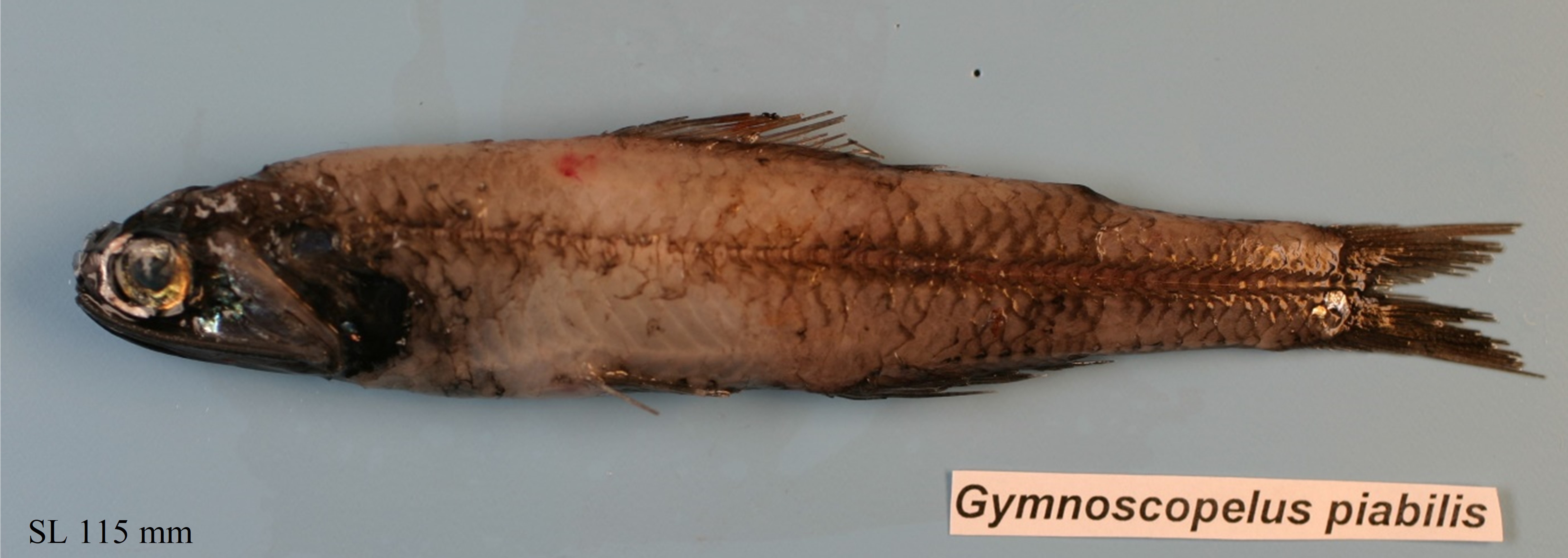 Figure 46a. Exemplary image of Gymnoscopelus piabilis. 