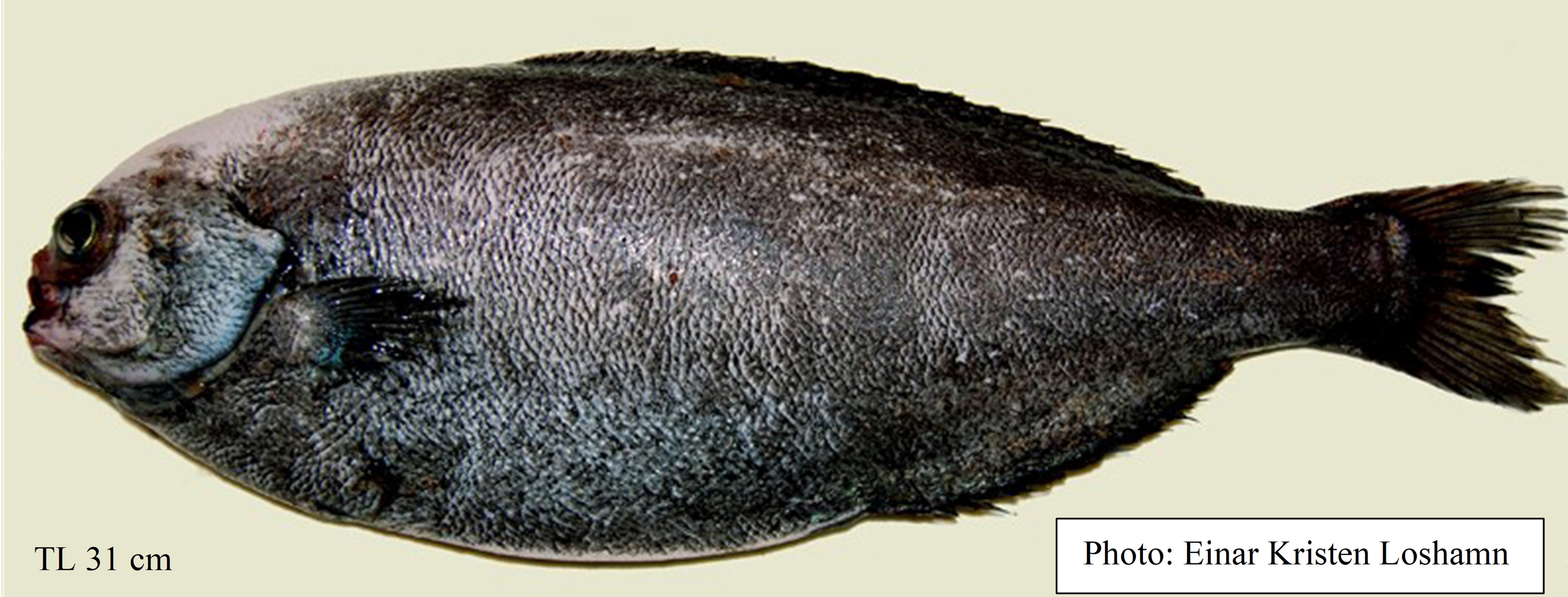 Figure 79a. Exemplary image of Pseudoicichthys australis