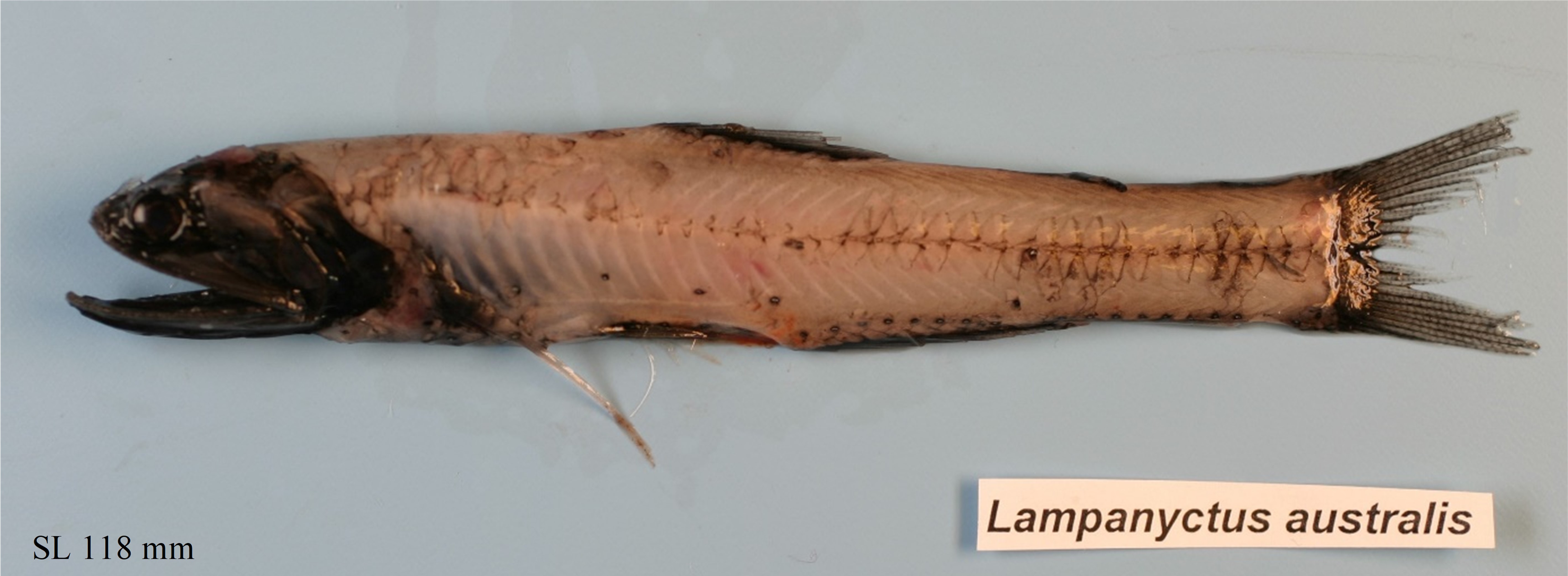 Figure 53a. Exemplary image of Lampanyctus australis.