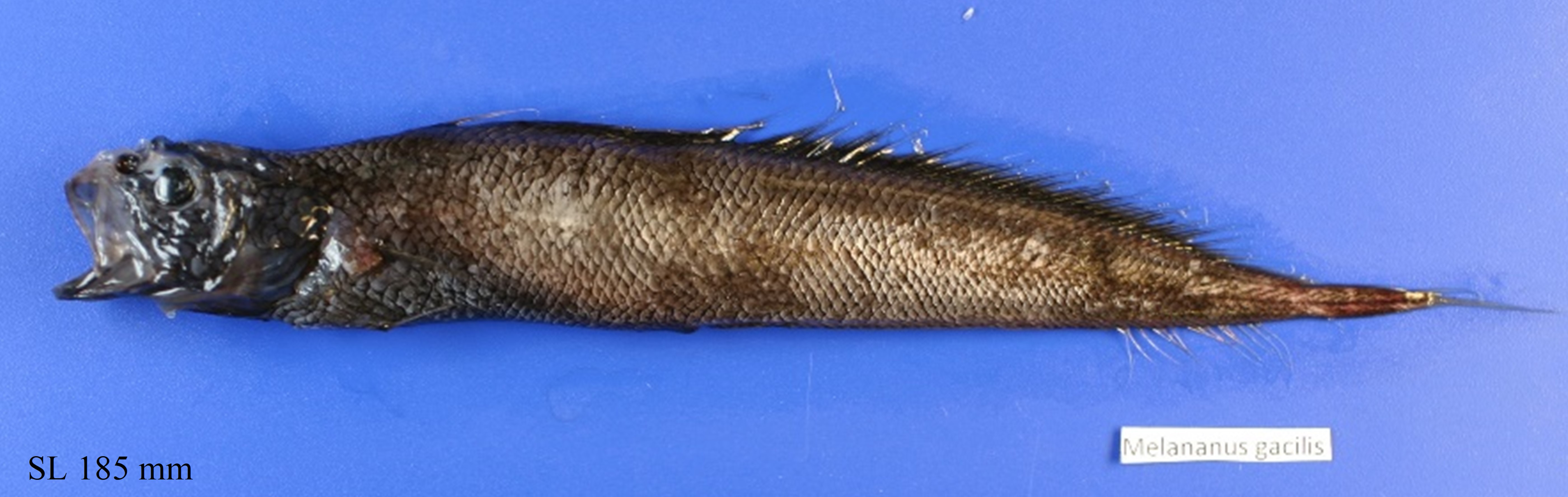 Figure 71a. Exemplary image of Melanonus gracilis. 