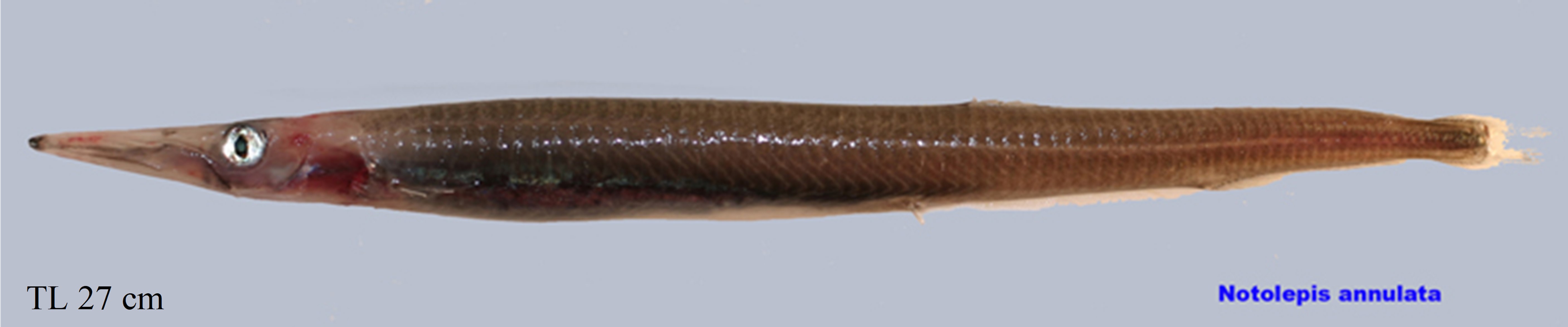 Figure 24a. Exemplary image of Notolepis annulata.