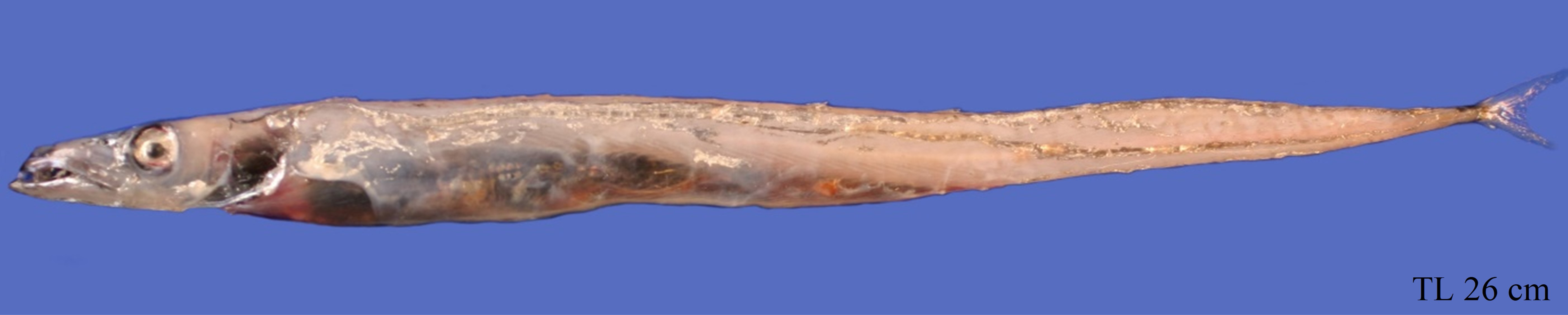 Figure 78a. Exemplary image of Paradiplospinus gracilis. 