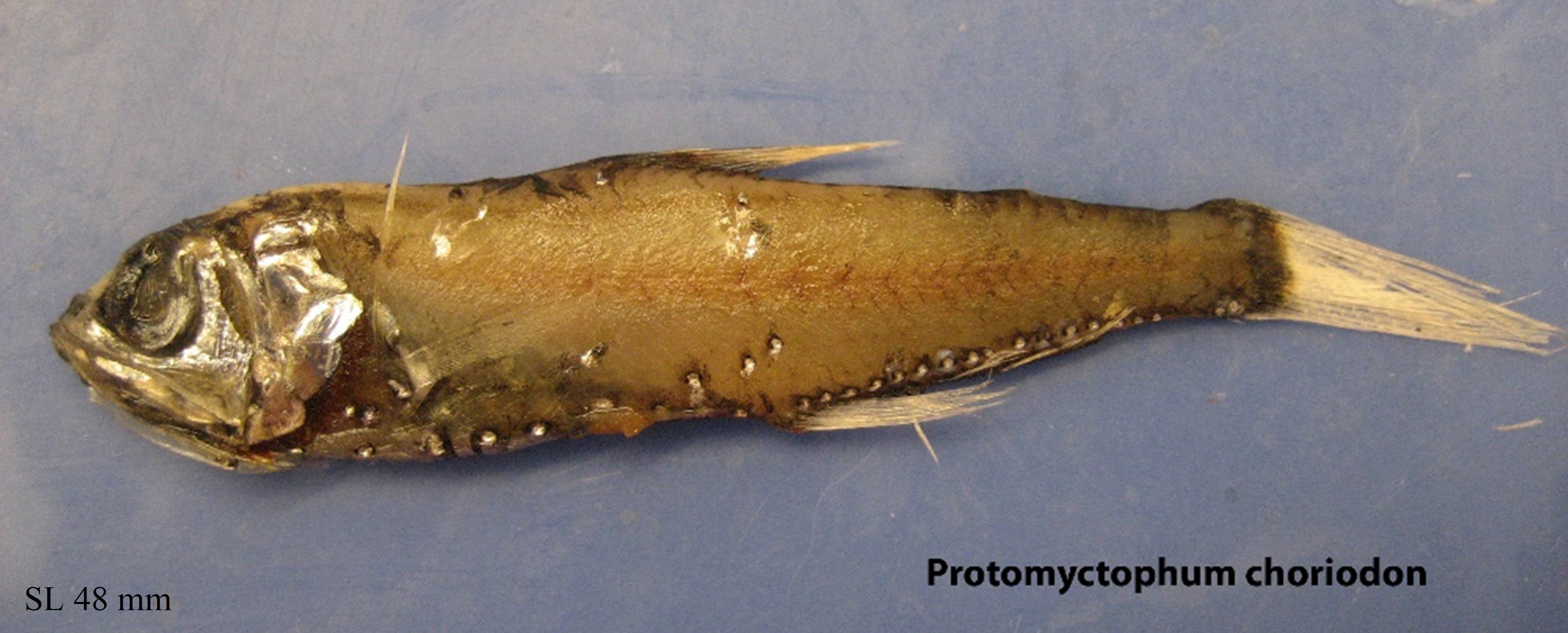 Figure 60a. Exemplary image of Protomyctophum choriodon. 