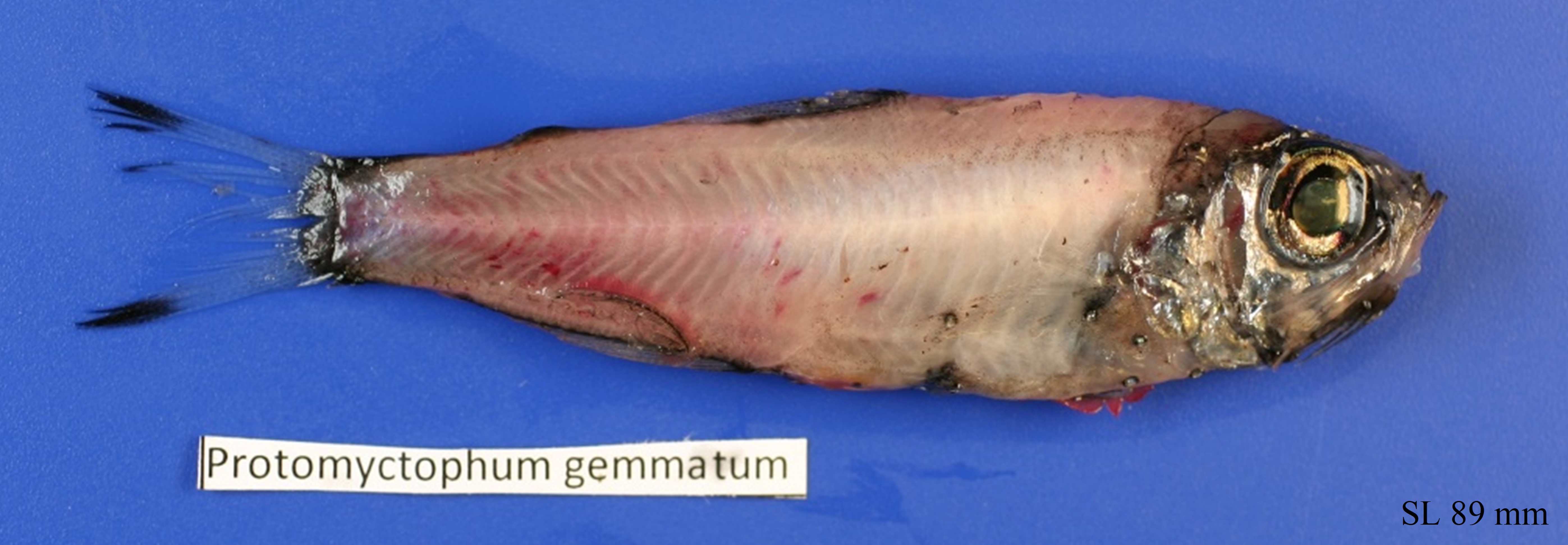 Figure 62a. Exemplary image of Protomyctophum gemmatum.