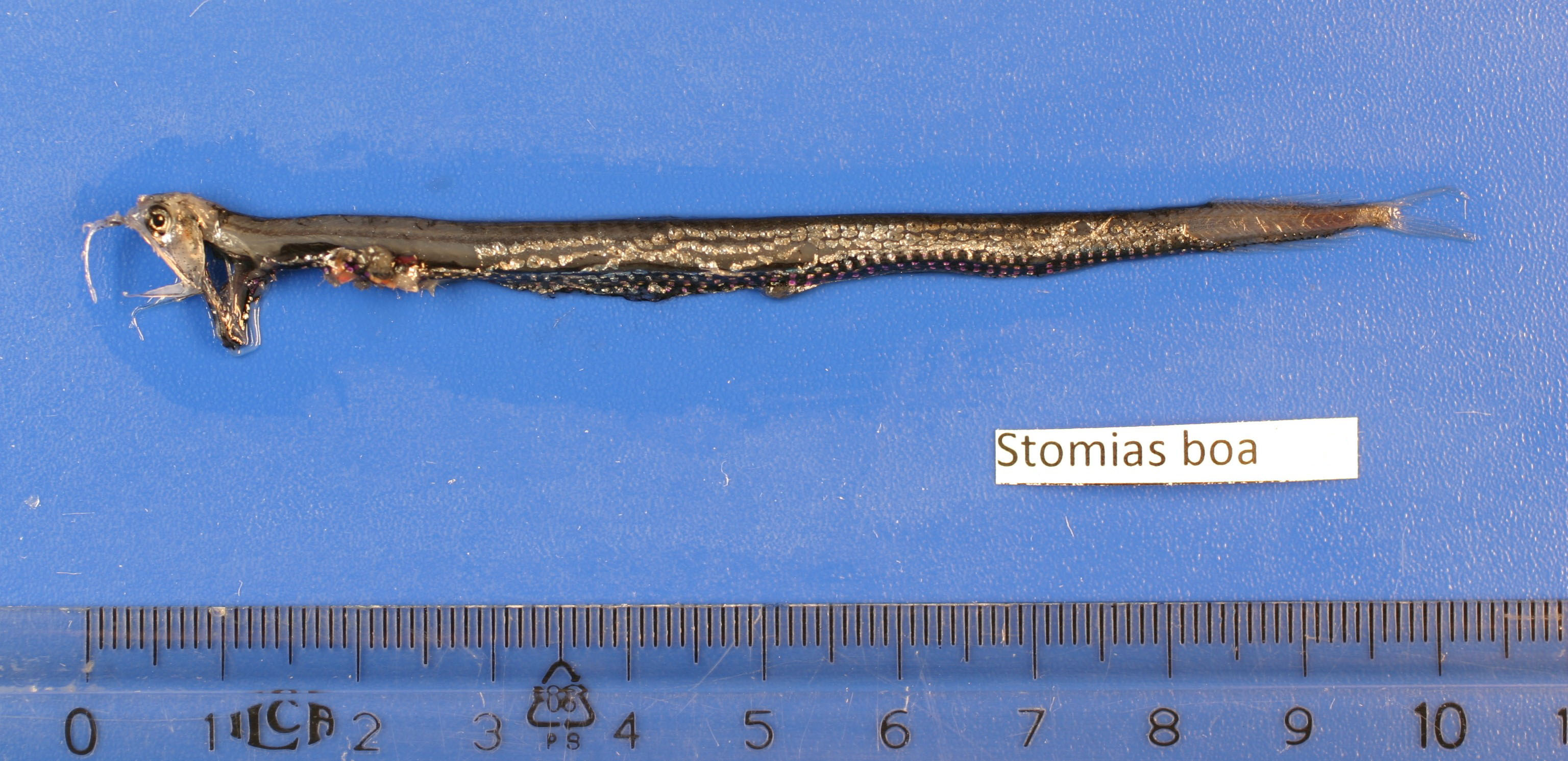 Figure 18a. Exemplary image of Stomias boa. ​​