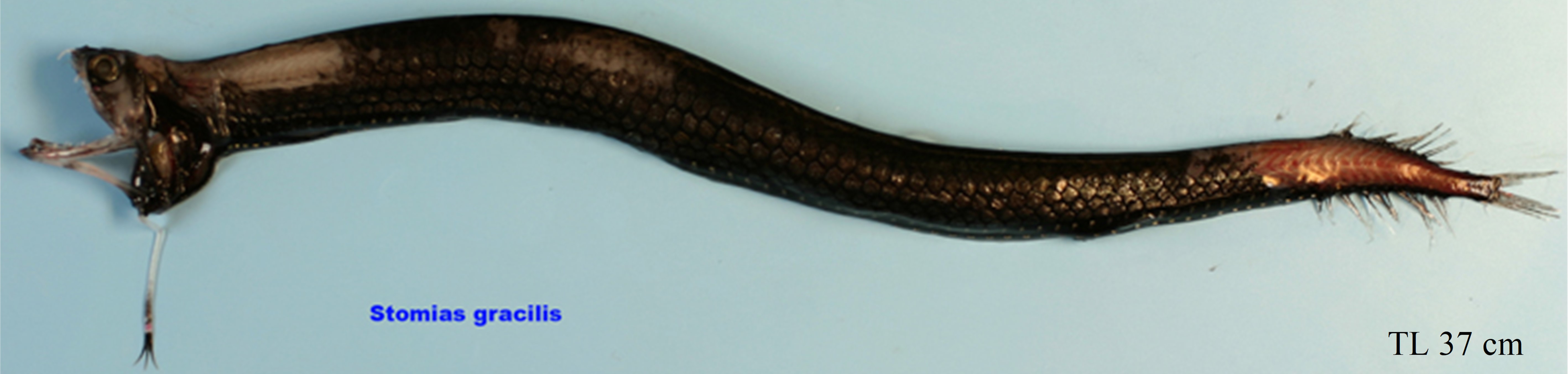 Figure 19a. Exemplary image of Stomias gracilis. 