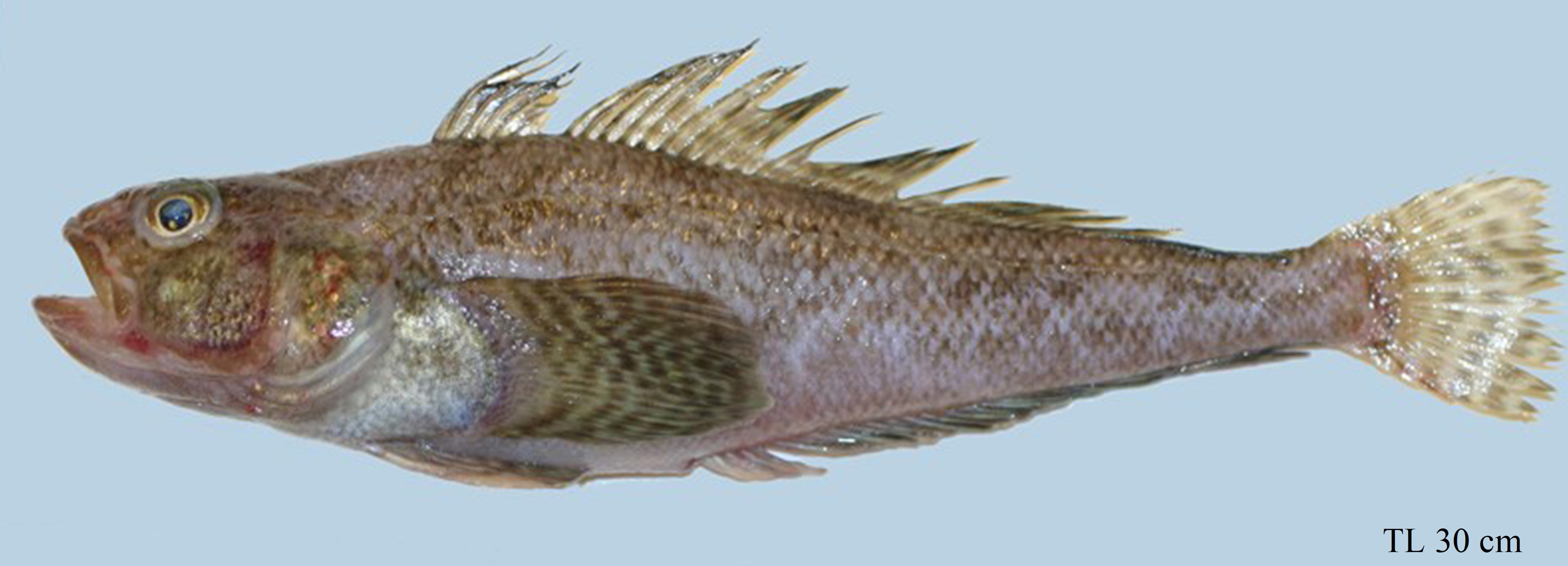 Figure 86a. Exemplary image of Trematomus eulepidotus. 