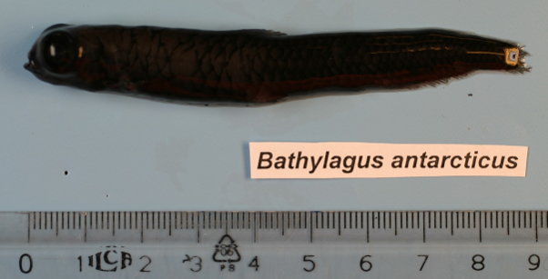 Figure 5a. Exemplary image of Bathylagus antarcticus. 