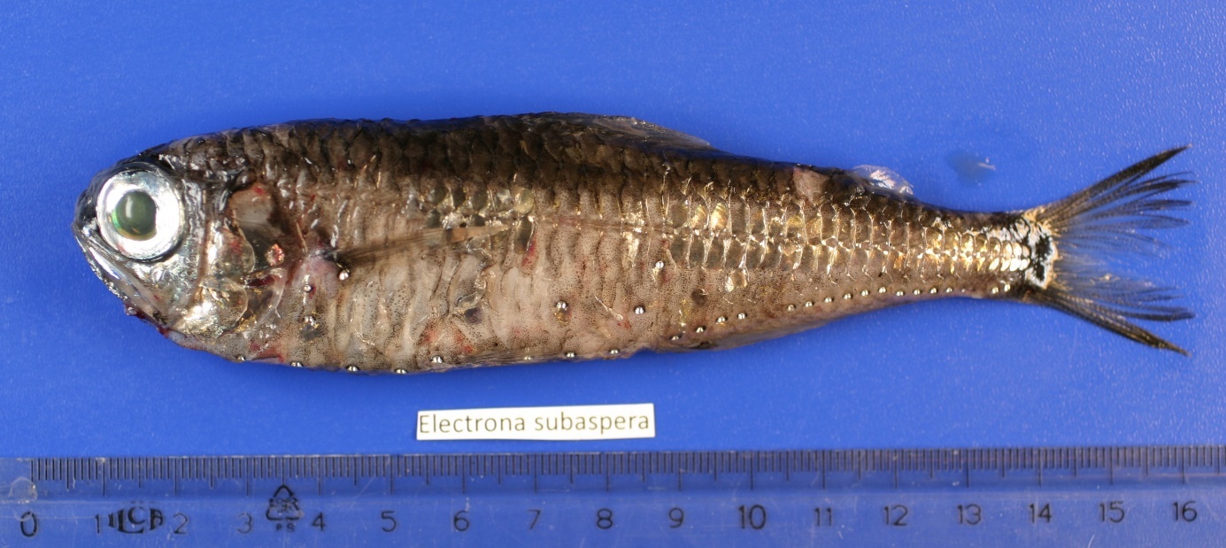 Figure 35. Upper panel: Exemplary image of Electrona subaspera. 