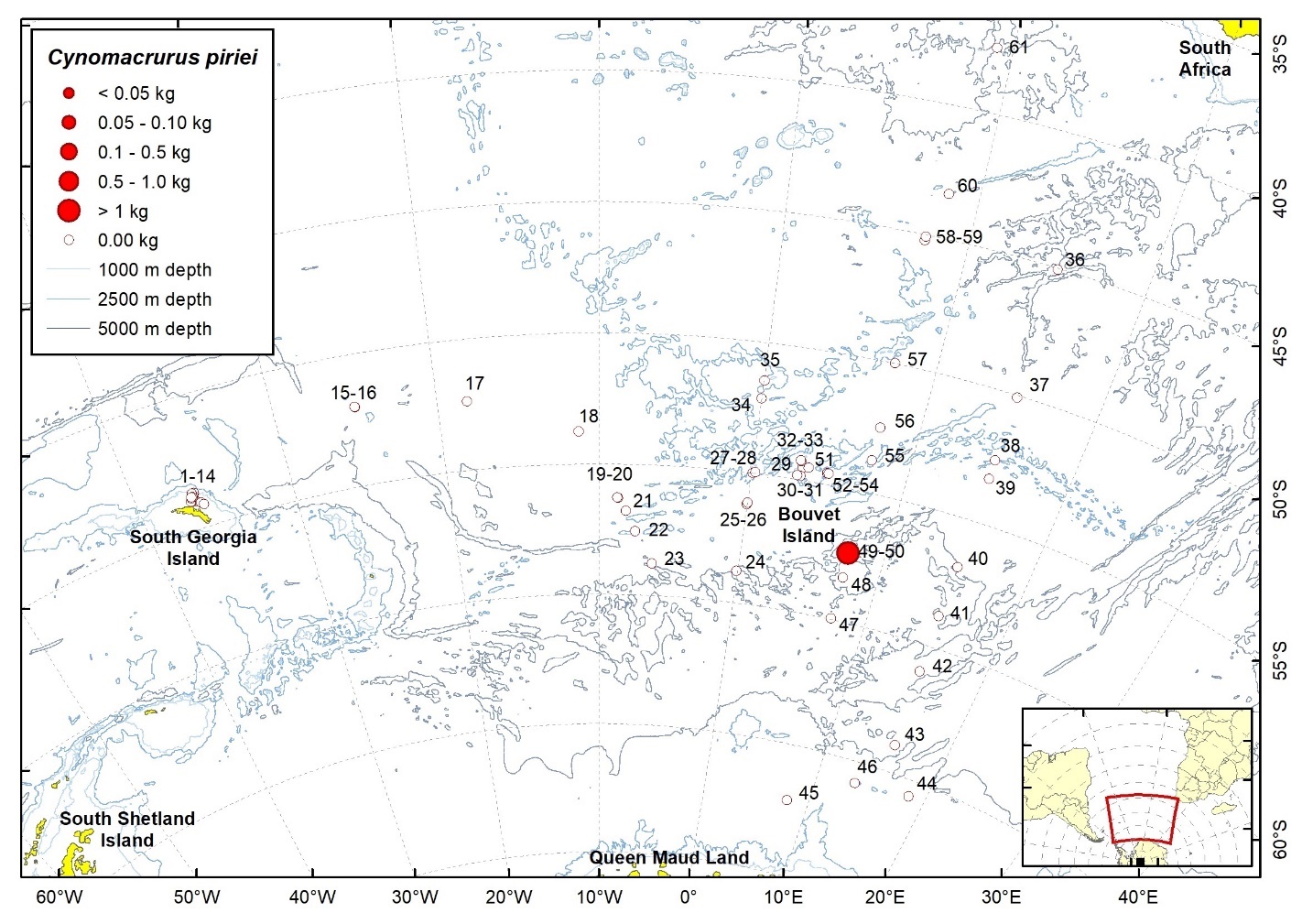 Figureb. Trawl stations with presence of Cynomacrurus piriei in the catch (red circles) and trawl stations with no identified presence (empty circles).