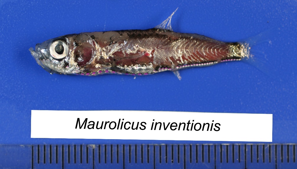 Figure 12a. Exemplary image of Maurolicus inventionis. 