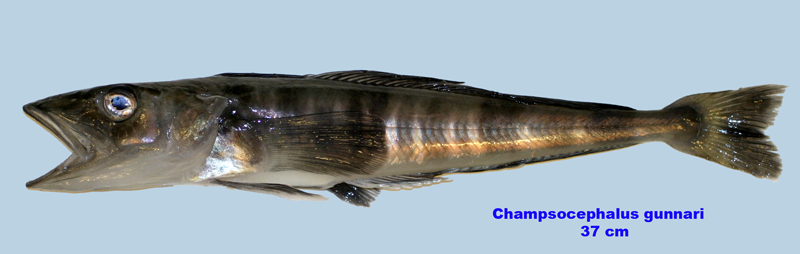 Figure 89a. Exemplary image of Champsocephalus gunnari. 