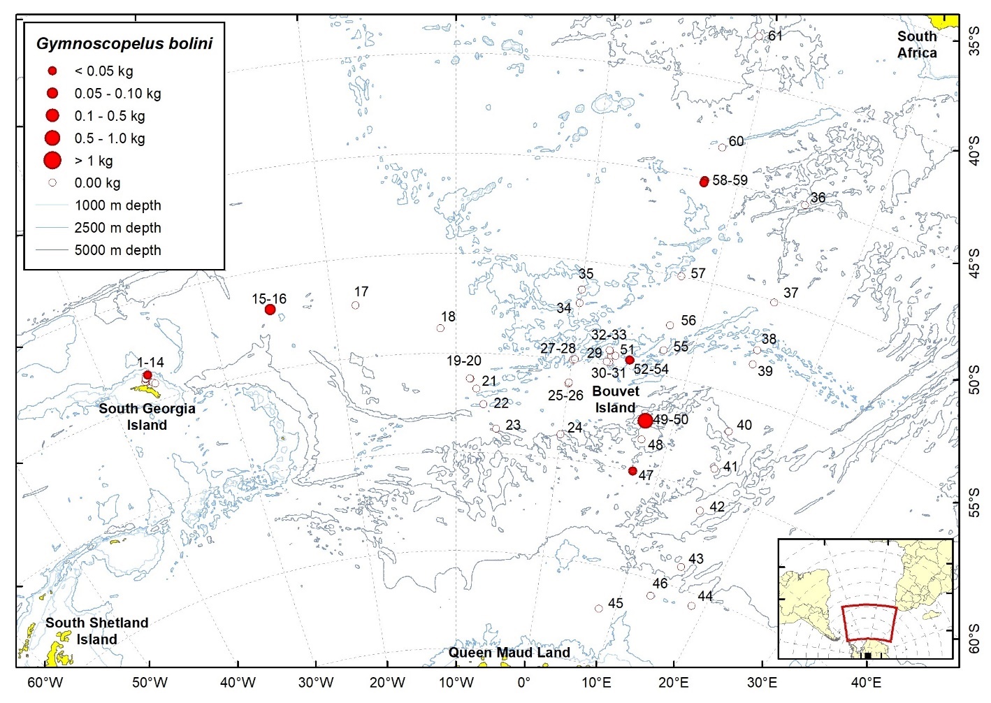 Figure 37b. Trawl stations with presence of Gymnoscopelus bolini in the catch (red circles) and trawl stations with no identified presence (empty circles).