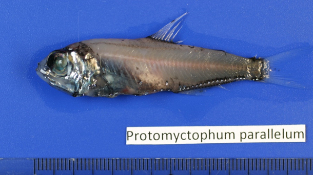 Figure 65a. Exemplary image of Protomyctophum parallelum. 