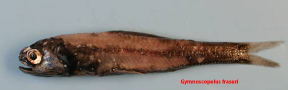 Figure 40a. Exemplary image of Gymnoscopelus fraseri.