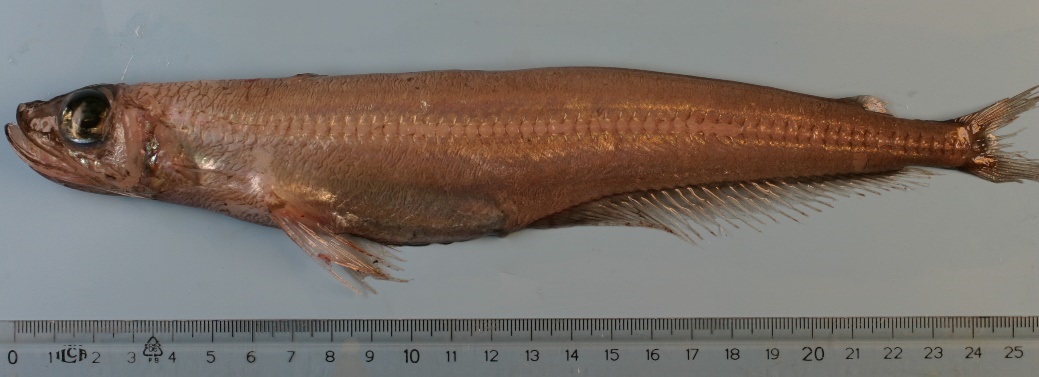 Figure 21a. Exemplary image of Lagiacrusichthys macropinna. 