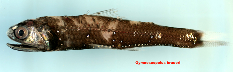 Figure 38a. Exemplary image of Gymnoscopelus braueri. 