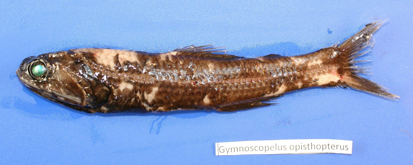 Figure 45a. Exemplary image of Gymnoscopelus opisthopterus. 