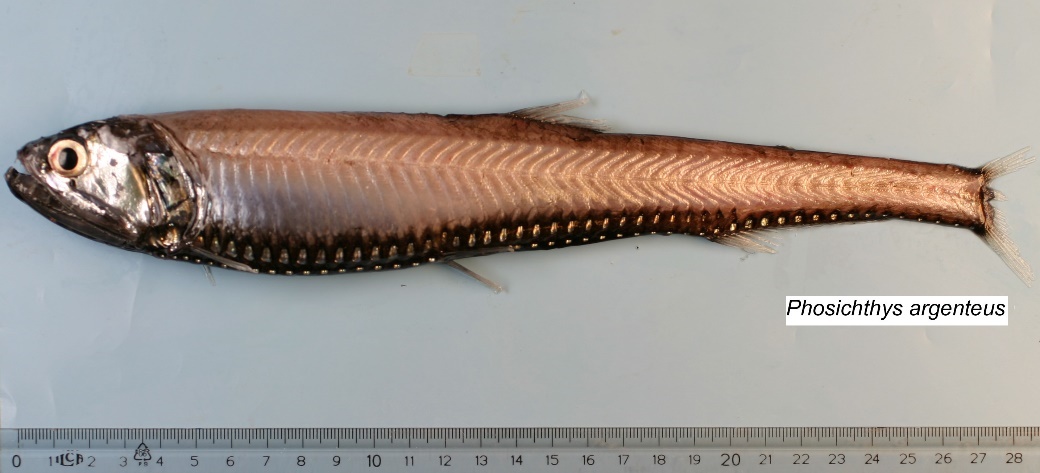 Figure 14a. Exemplary image of Phosichthys argenteus.