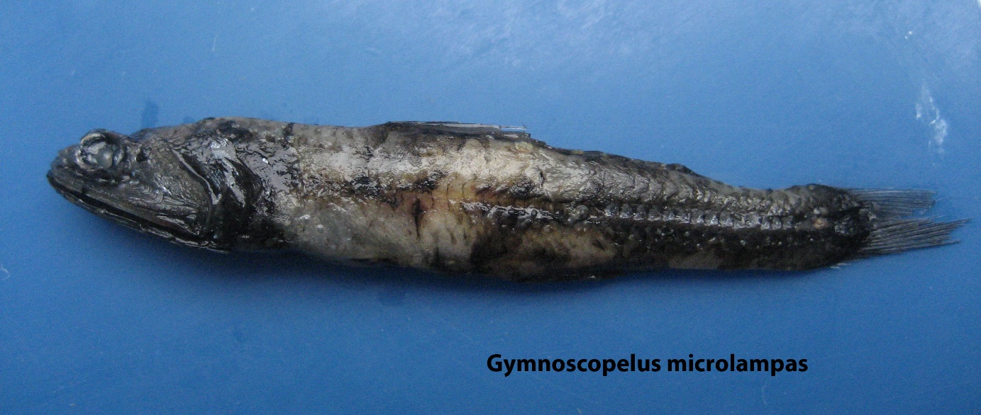 Figure 43a. Exemplary image of Gymnoscopelus microlampas.