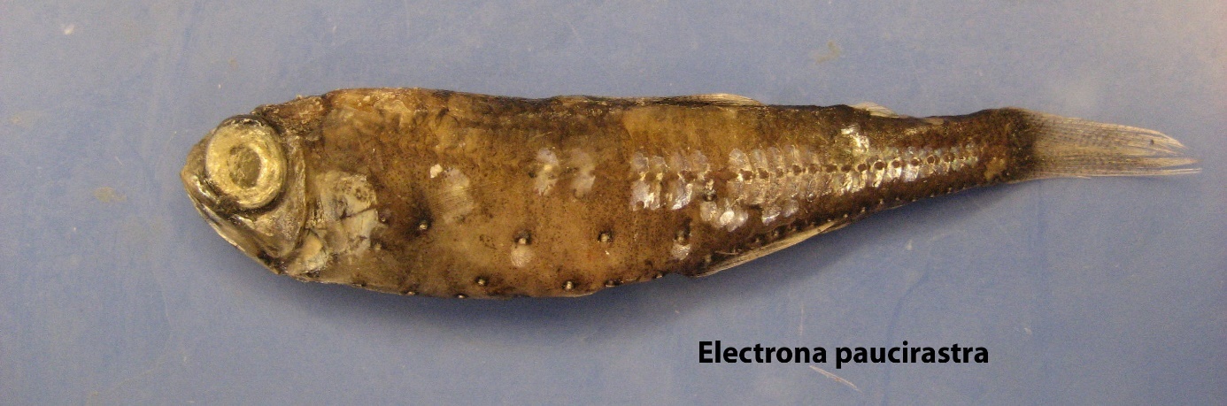 Figure 34a. Exemplary image of Electrona paucirastra.