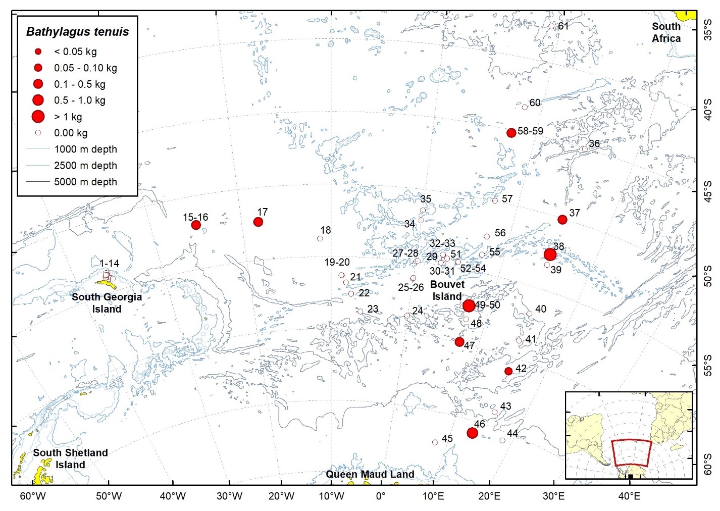 Figure 7b: Trawl stations with presence of Bathylagus tenuis in the catch (red circles) and trawl stations with no identified presence (empty circles).